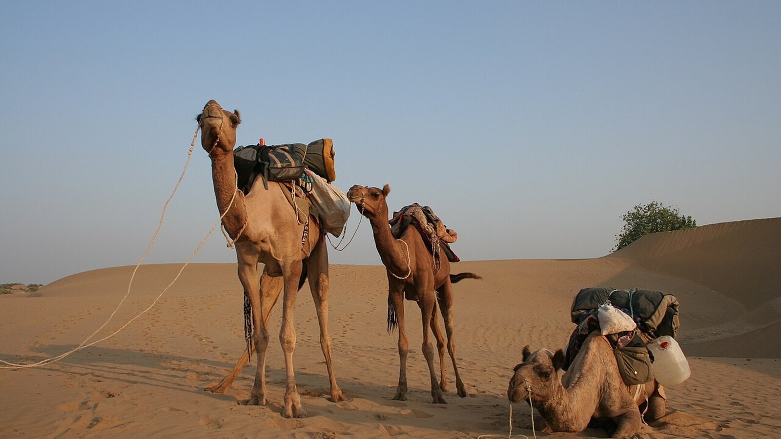 Thar desert, Rajasthan