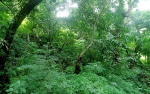 Monsoon on the Eastern Ghats: guided treks, waterfalls and village stays
