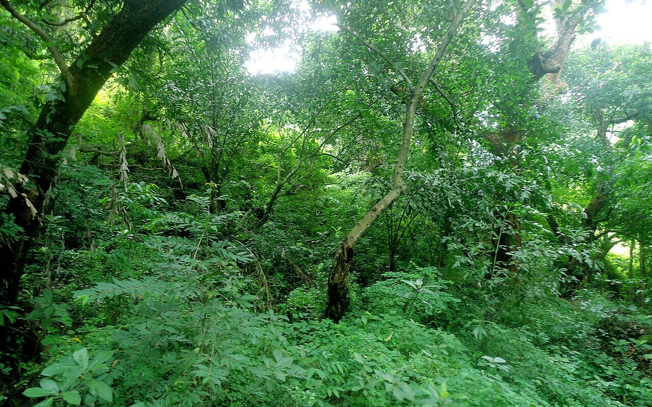 Monsoon on the Eastern Ghats: guided treks, waterfalls and village stays